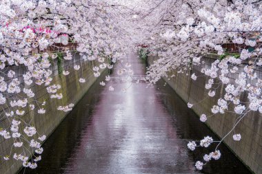 Çok güzel kiraz çiçeği Sakura