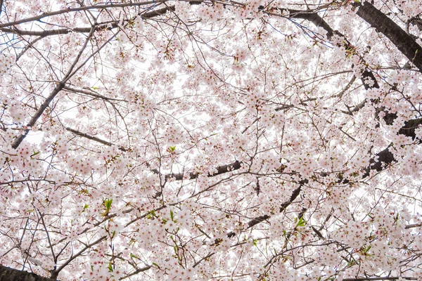 Muy hermosa flor de cerezo Sakura — Foto de Stock