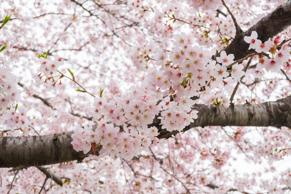 Very Beautiful Cherry Blossom Sakura — Stock Photo, Image