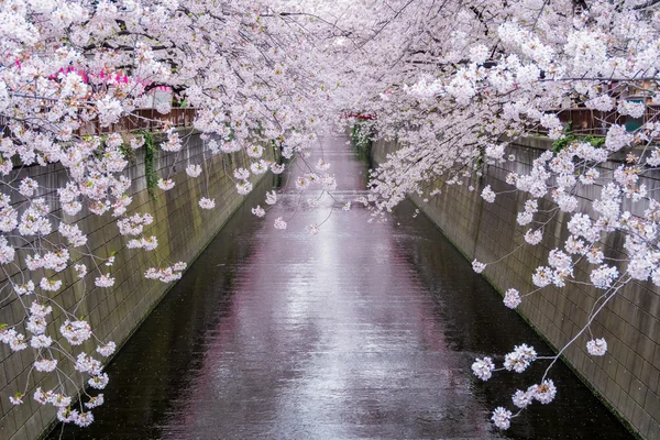 Very Beautiful Cherry Blossom Sakura — Stock Photo, Image