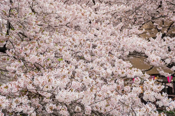 Very Beautiful Cherry Blossom Sakura — Stock Photo, Image