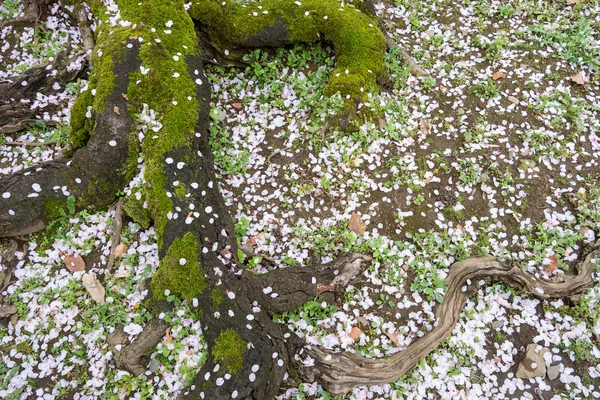 Sakura pétalo de flor de cerezo en el suelo — Foto de Stock