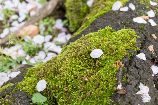 Sakura pétalo de flor de cerezo en el suelo — Foto de Stock