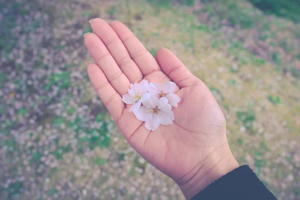 Flor de flor de cerezo sakura en mano de mujer — Foto de Stock