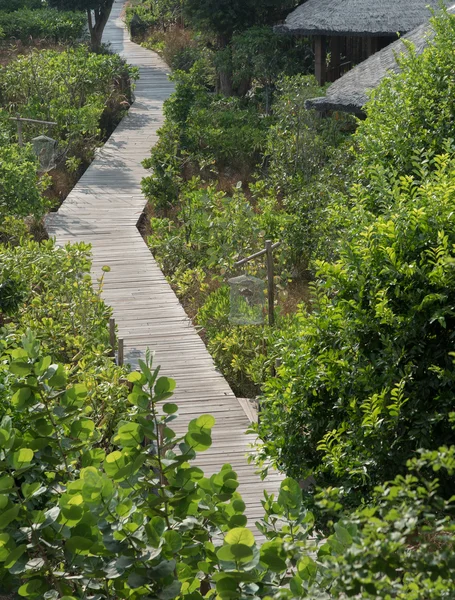 Pasarela de madera en el bosque de manglares —  Fotos de Stock