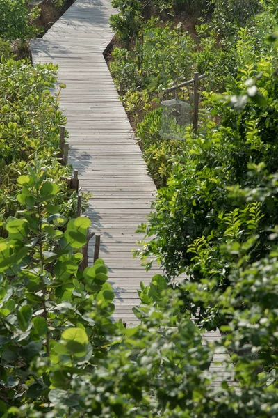 Passarela de madeira na floresta de mangue — Fotografia de Stock