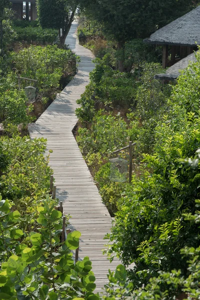 Pasarela de madera en el bosque de manglares —  Fotos de Stock