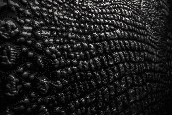 Textura metálica como couro de pele de crocodilo — Fotografia de Stock