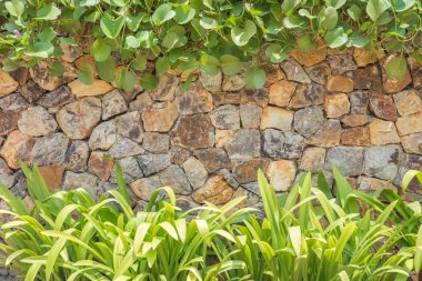doğal taş duvar ve bitkiler arka plan doku