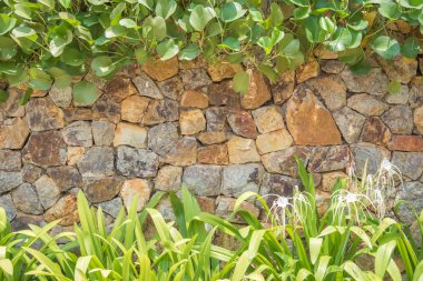 doğal taş duvar ve bitkiler arka plan doku