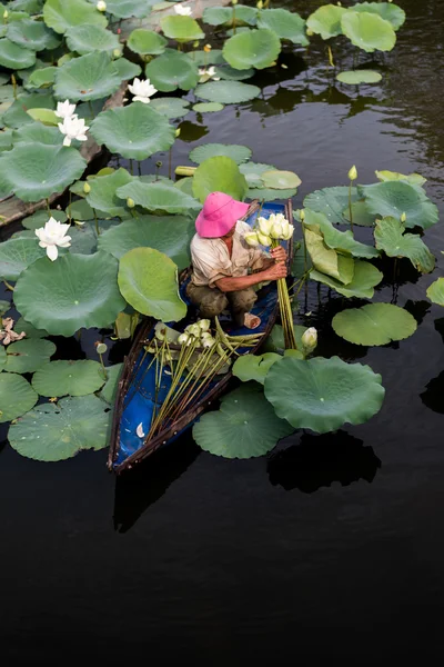 man on boat picking lotus in pond