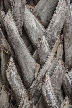 şeker palm kabuk Soyut doku