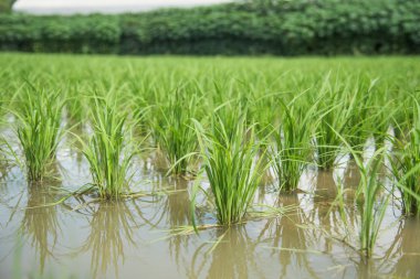 Genç pirinç plantasyon alan 