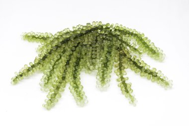 Deniz Üzümü beyaz arkaplanda izole edildi