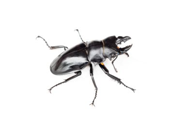 Böcek böcek böcek (Dorcus gracilicornis)