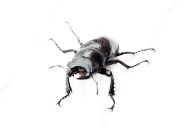 Böcek böcek böcek (Dorcus gracilicornis)