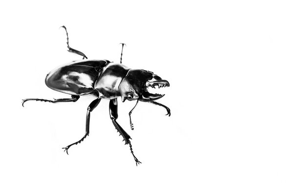 черно-белое фото жука-насекомого (Dorcus gracilicornis
