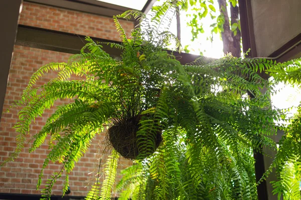 Giant boston fern hanging pot — Stock Photo, Image