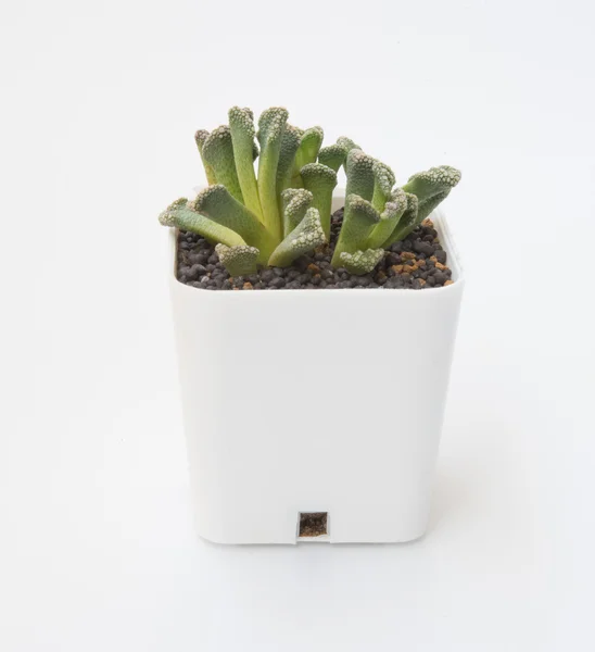 Pequena planta suculenta em vaso — Fotografia de Stock