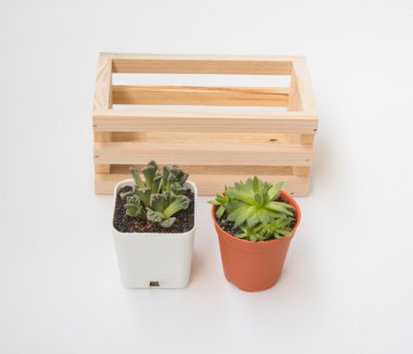  küçük Sulu bitki saksı ahşap kafes dışında