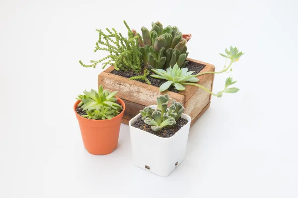 Variété de petites plantes succulentes en pot en bois — Photo