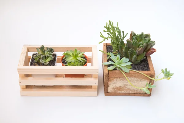 Variedade de pouco vaso de plantas suculentas dentro da gaiola de madeira — Fotografia de Stock