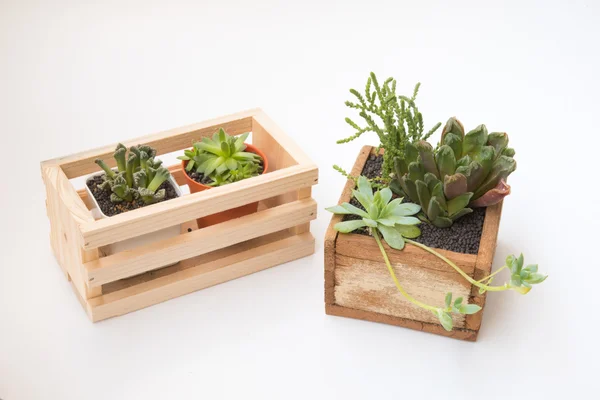 Variété de petit pot de plantes succulentes à l'intérieur d'une cage en bois — Photo