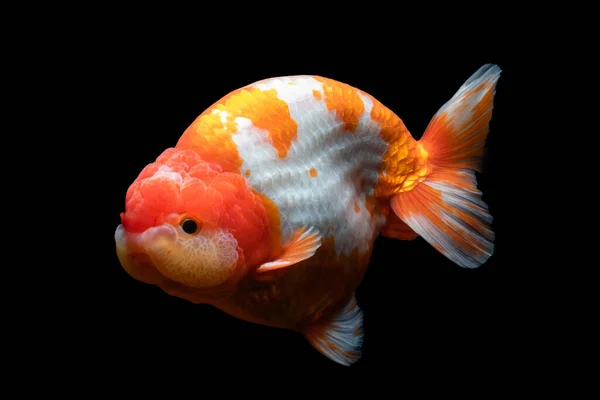 Gold Fish Zwierzę Kulturze Azjatyckiej Japonii Chin Szczęście Tradycyjnej — Zdjęcie stockowe