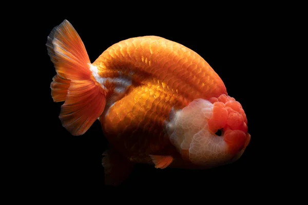 Gold Fish Pet Culture Asian Japan China Lucky Traditional — Stock Photo, Image