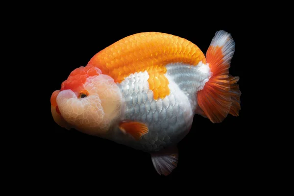 Goldfische Haustier Der Asiatischen Kultur Japans Und Chinas Für Das — Stockfoto