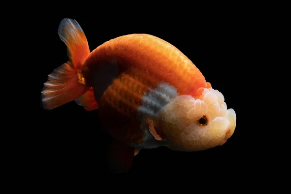 Gold Fish Pet Culture Asian Japan China Lucky Traditional — Stock Photo, Image