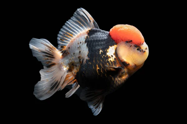 Gold Fish Huisdier Cultuur Aziatische Japan Porselein Voor Geluk Traditionele — Stockfoto