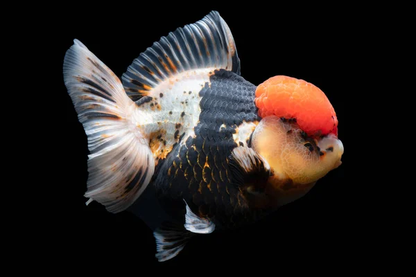 Guld Fisk Sällskapsdjur Kultur Asiatisk Japan Och Porslin För Tur — Stockfoto
