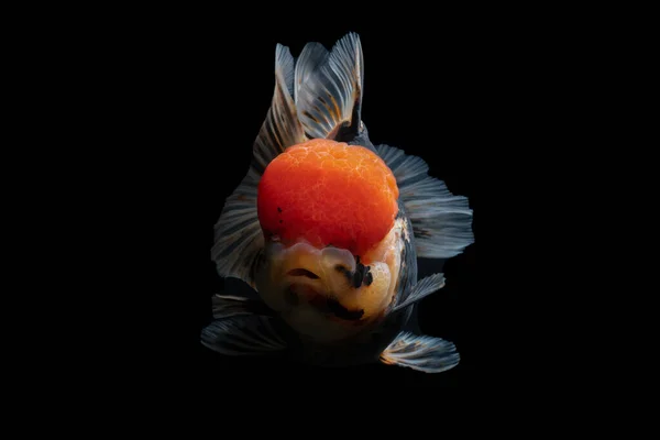 Золотая Рыбка Питомец Культуре Фарфоре Удачу Традициях — стоковое фото
