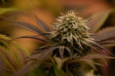 Esrar, indica veya sativa fotoğrafları, tıbbi ve sağlıklı, migren ve depresyon için kullanılıyor