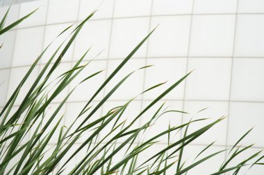 Yeşil kuyrugu ve beyaz fayans duvar inşa