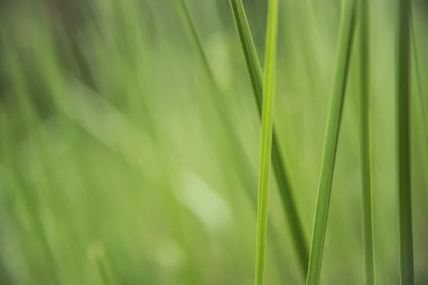 Abstracto verde de la hoja del cattail —  Fotos de Stock