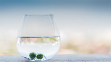 Benim marimo