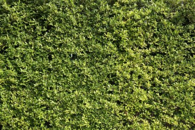 Banyan ağacı triming