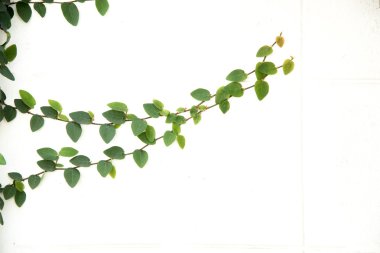 Yeşil sarmaşık tırmanma incir izole 