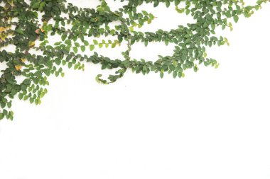 Yeşil sarmaşık tırmanma incir izole 