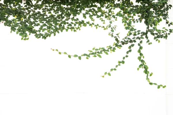 Green ivy climbing fig isolated — Stock Photo, Image