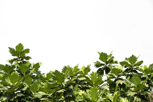 Breadfruit leaf — Stock Photo, Image