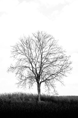 Mısır alan arasında bir ağaç