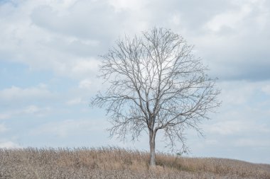 Mısır alan arasında bir ağaç