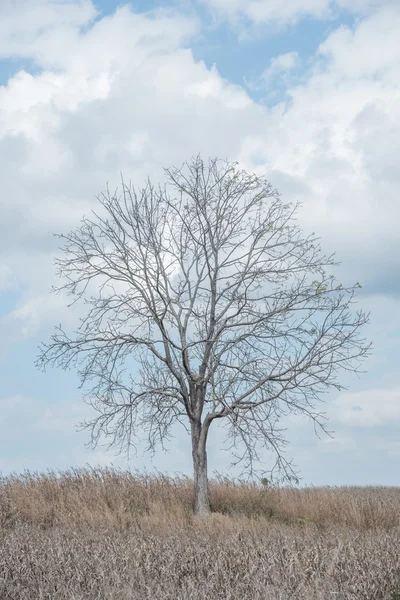 A tree among corn field