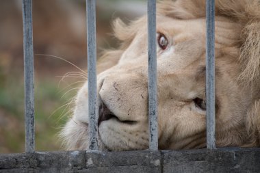 Aslan