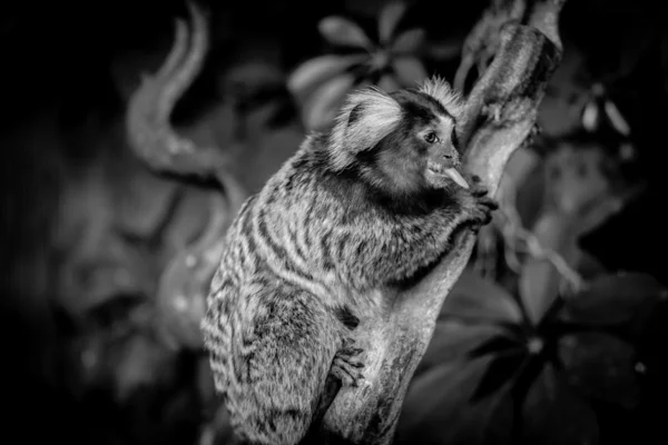 Maimuță marmoset — Fotografie, imagine de stoc