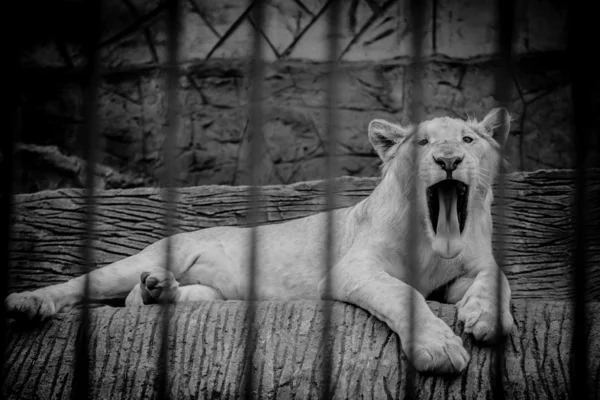 Löwe — Stockfoto