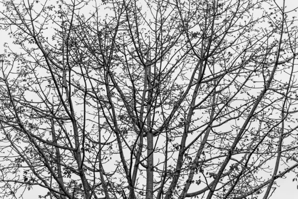 Tree black and white — Stock Photo, Image